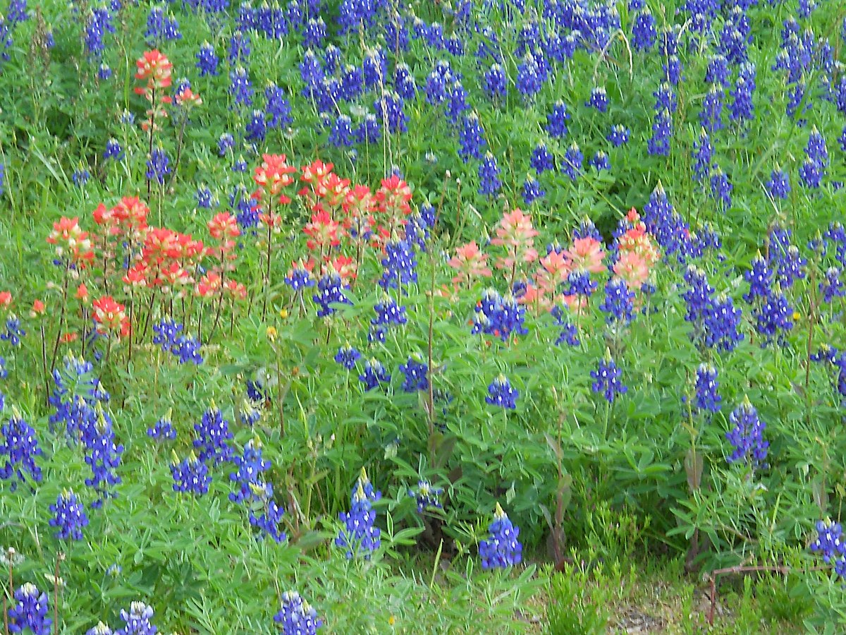Texas bluebonnets and indian paintbrush flowering thickly in a roadside meadow — representative imagery, not a specific Texas Pride job