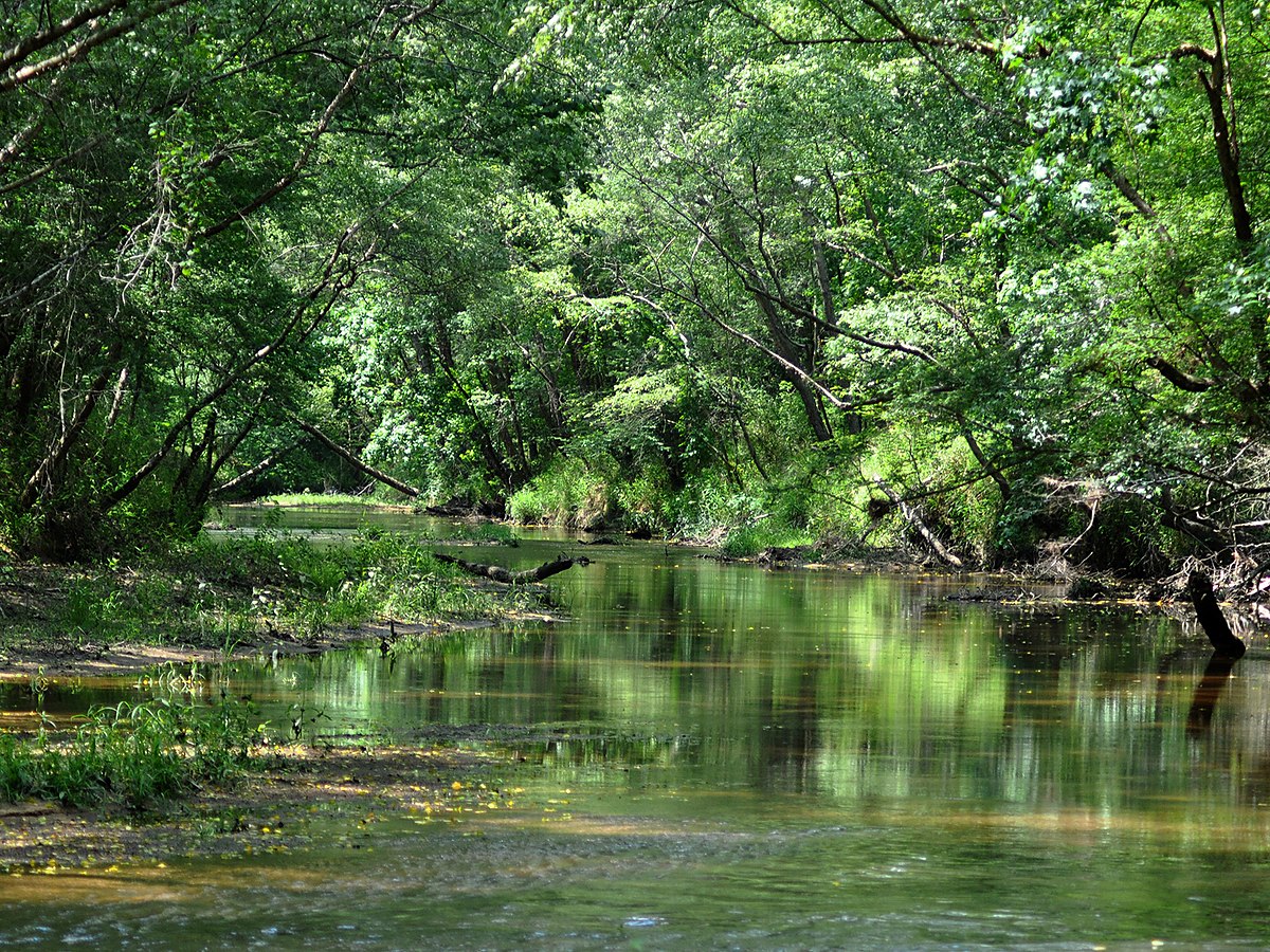 A slow creek running under heavy tree cover in the East Texas bottomland — representative imagery, not a specific Texas Pride job