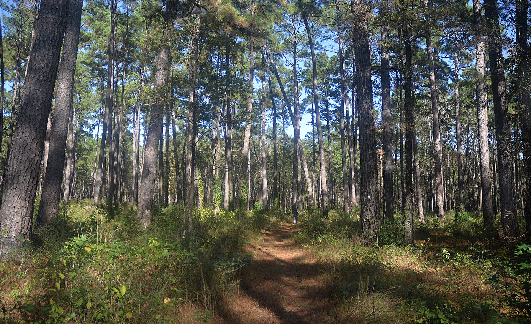 Tall East Texas pines standing close together over open sandy ground — representative imagery, not a specific Texas Pride job